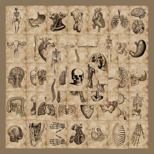 56 Anatomy Human Skeleton Sticker Notebook